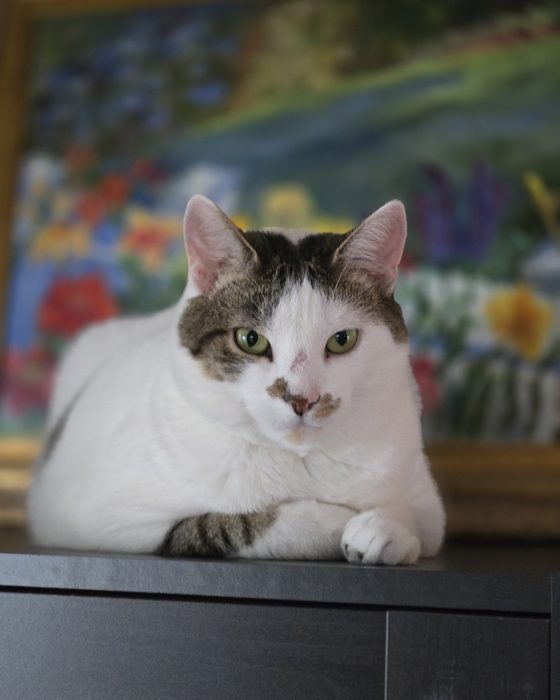 Winnie the cat, a white and brown tabby, lounging in front of a garden painting