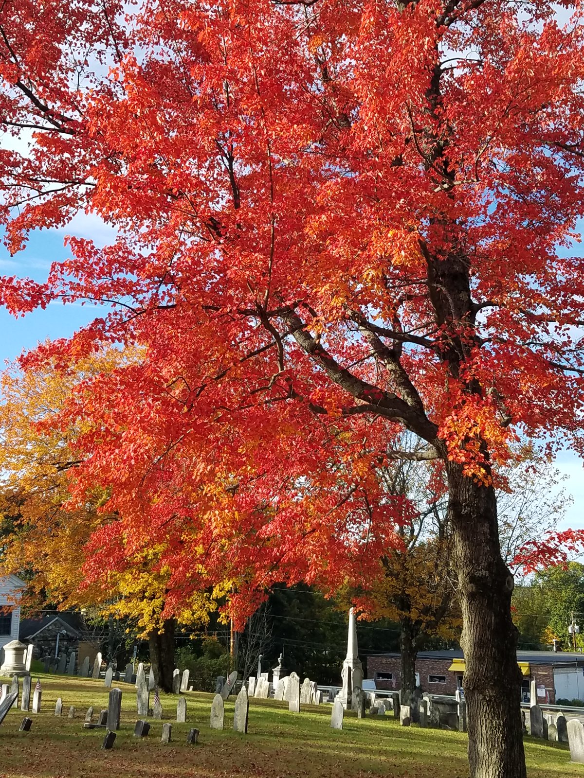A maple in full red autumn color, with a yellow tree behind it, standing over rows of old gravestones in a New England cemetery under a blue sky